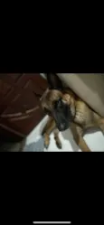 Cachorro raça SRD-ViraLata idade 4 anos nome Ozzy