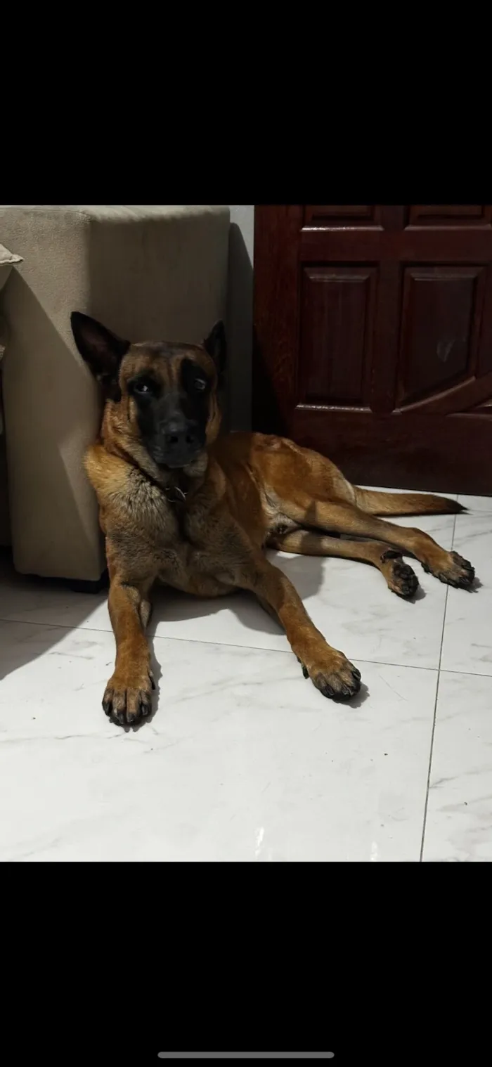 Cachorro raça SRD-ViraLata idade 4 anos nome Ozzy