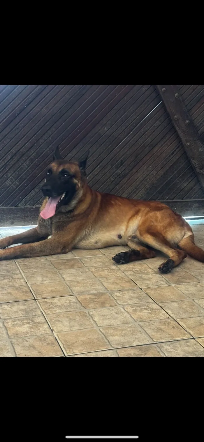 Cachorro raça SRD-ViraLata idade 4 anos nome Ozzy