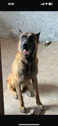 Cachorro raça SRD-ViraLata idade 4 anos nome Ozzy
