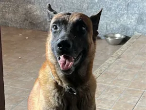 Cachorro raça SRD-ViraLata idade 4 anos nome Ozzy