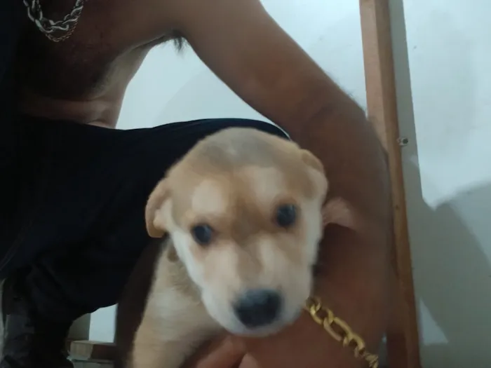 Cachorro raça SRD-ViraLata idade Abaixo de 2 meses nome Filhote