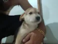 Cachorro raça SRD-ViraLata idade Abaixo de 2 meses nome Filhote