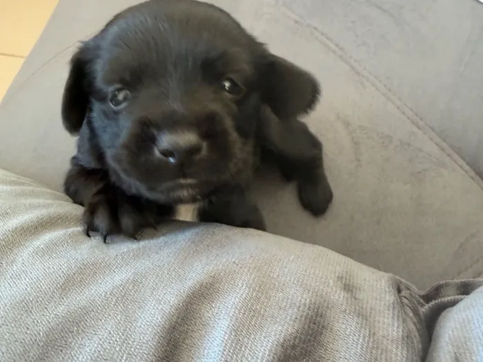 Cachorro raça Poodle idade Abaixo de 2 meses nome Ainda sem nome 