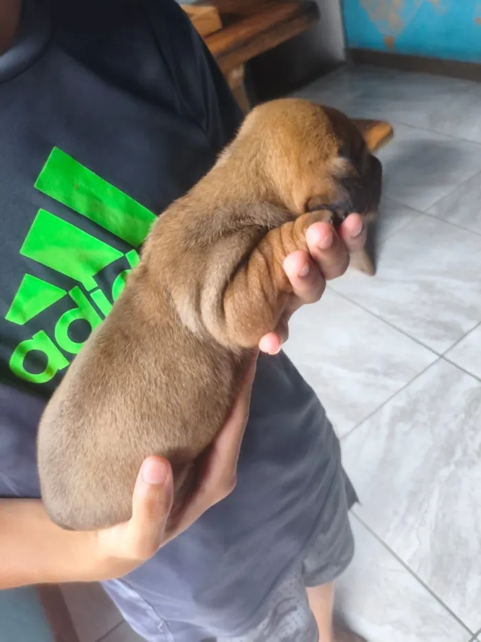 Cachorro raça SRD-ViraLata idade Abaixo de 2 meses nome Zoui