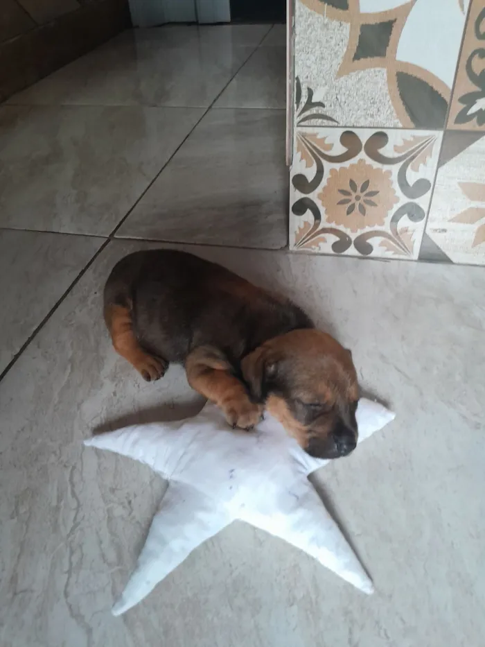 Cachorro raça SRD-ViraLata idade Abaixo de 2 meses nome Zoui