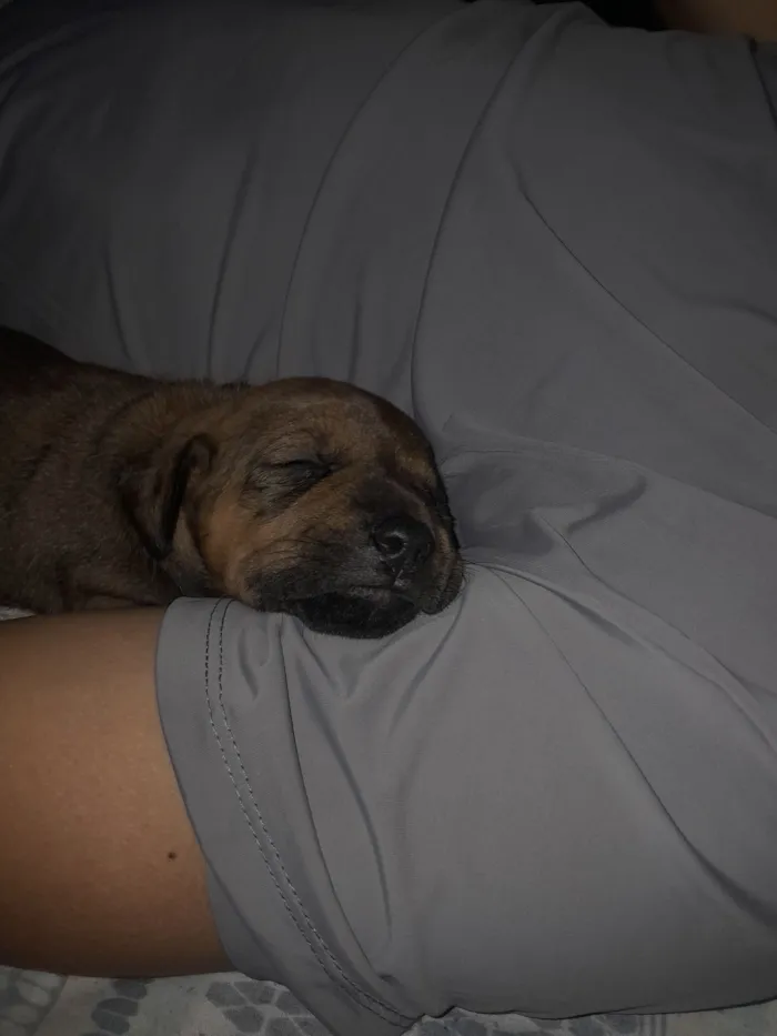 Cachorro raça SRD-ViraLata idade Abaixo de 2 meses nome Zoui