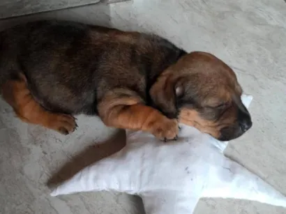 Cachorro raça SRD-ViraLata idade Abaixo de 2 meses nome Zoui