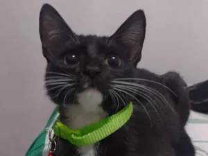 Gato raça SRD-ViraLata idade 2 a 6 meses nome Kitty