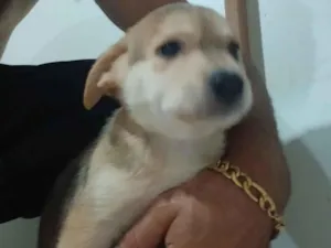 Cachorro raça SRD-ViraLata idade Abaixo de 2 meses nome Filhote