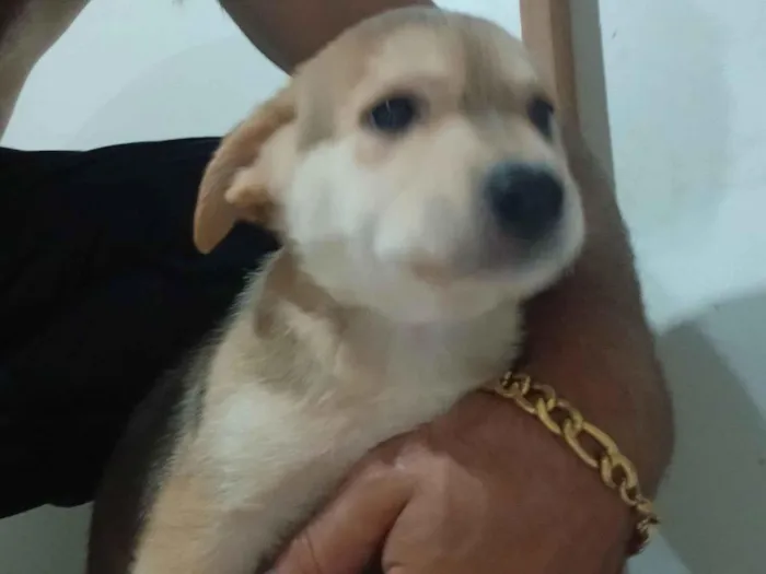 Cachorro raça SRD-ViraLata idade Abaixo de 2 meses nome Filhote