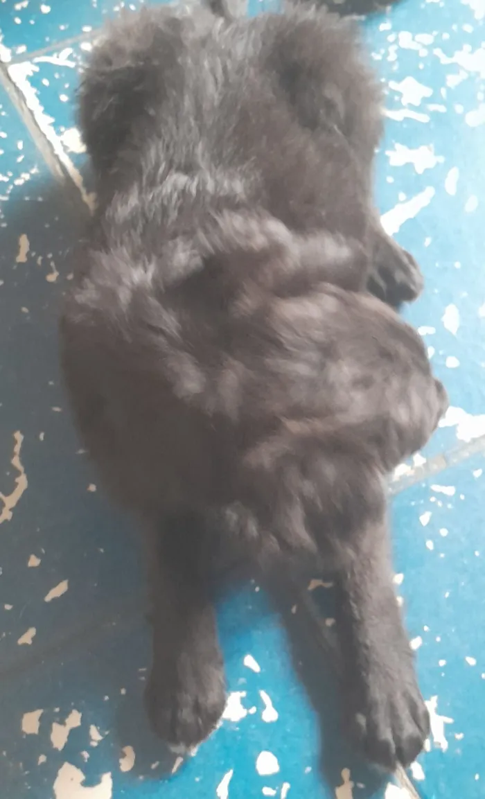 Cachorro raça SRD-ViraLata idade 2 a 6 meses nome Sem nome