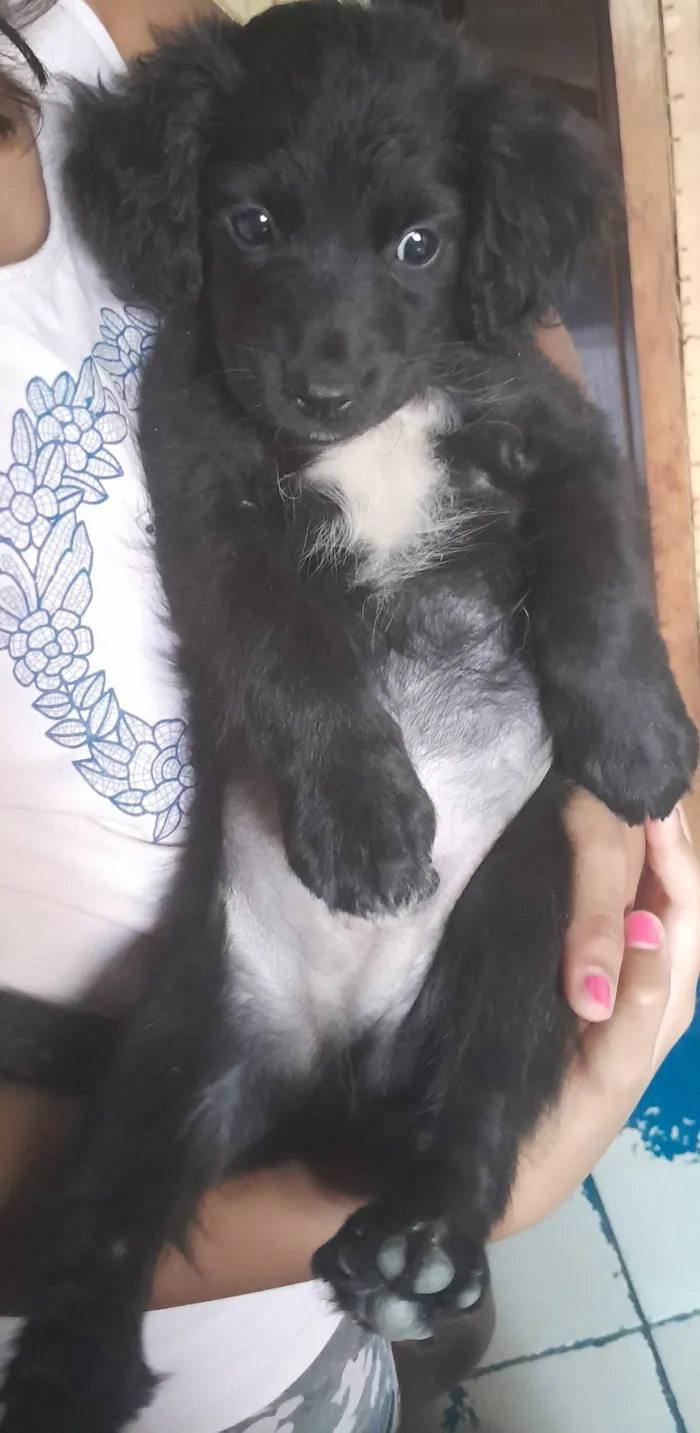 Cachorro raça SRD-ViraLata idade 2 a 6 meses nome Sem nome