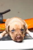 Cachorro raça Pit-Bull idade Abaixo de 2 meses nome Filhotes