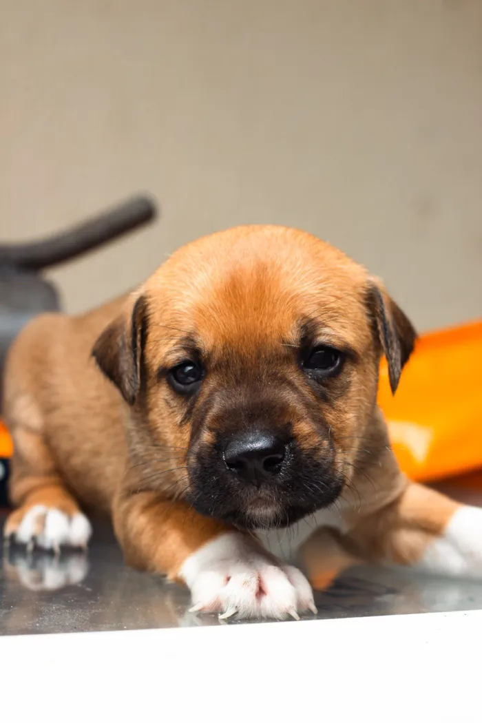 Cachorro raça Pit-Bull idade Abaixo de 2 meses nome Filhotes