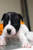 Cachorro raça Pit-Bull idade Abaixo de 2 meses nome Filhotes