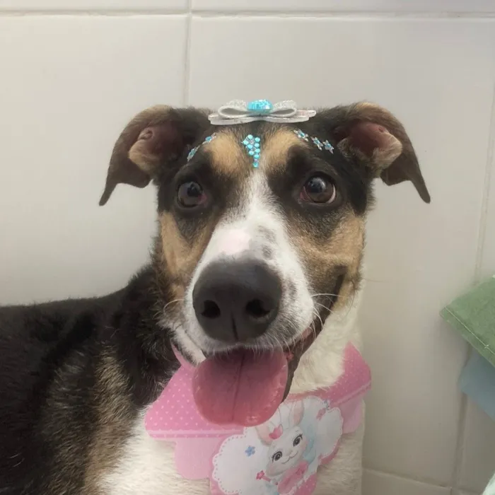 Cachorro raça SRD-ViraLata idade 6 ou mais anos nome Milú