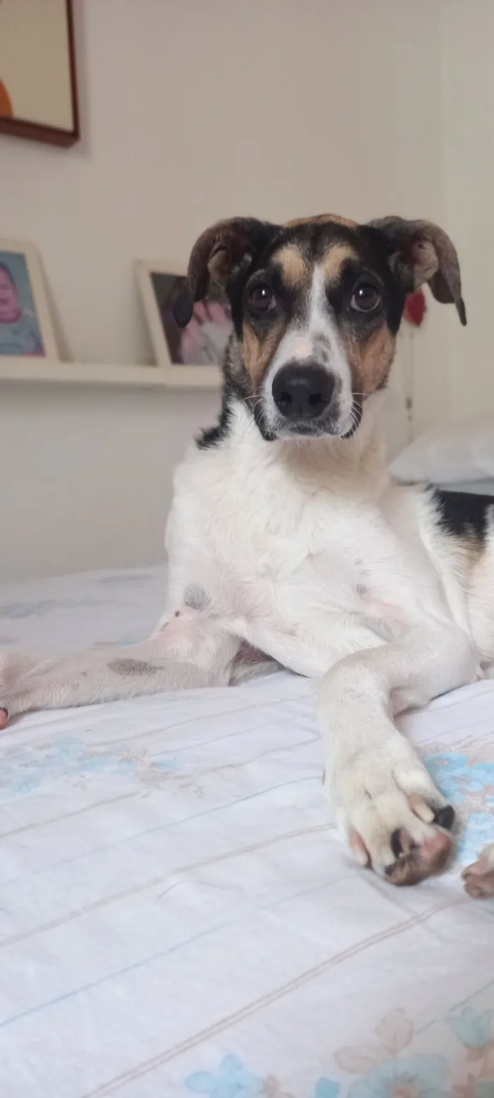 Cachorro raça SRD-ViraLata idade 6 ou mais anos nome Milú