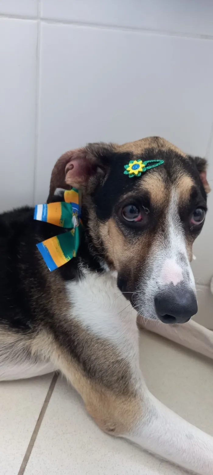 Cachorro raça SRD-ViraLata idade 6 ou mais anos nome Milú
