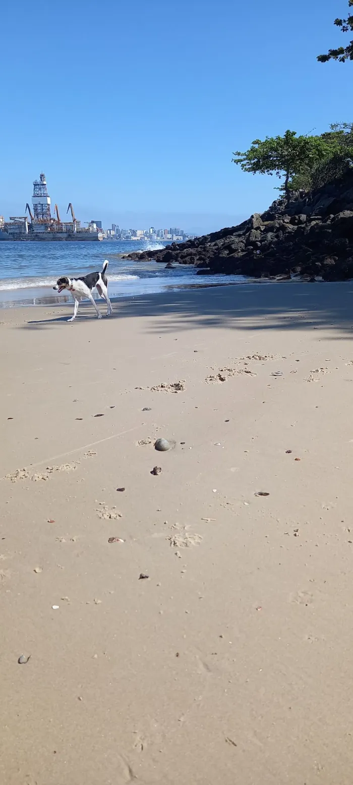 Cachorro raça SRD-ViraLata idade 6 ou mais anos nome Milú