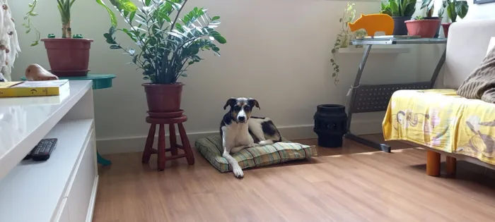 Cachorro raça SRD-ViraLata idade 6 ou mais anos nome Milú