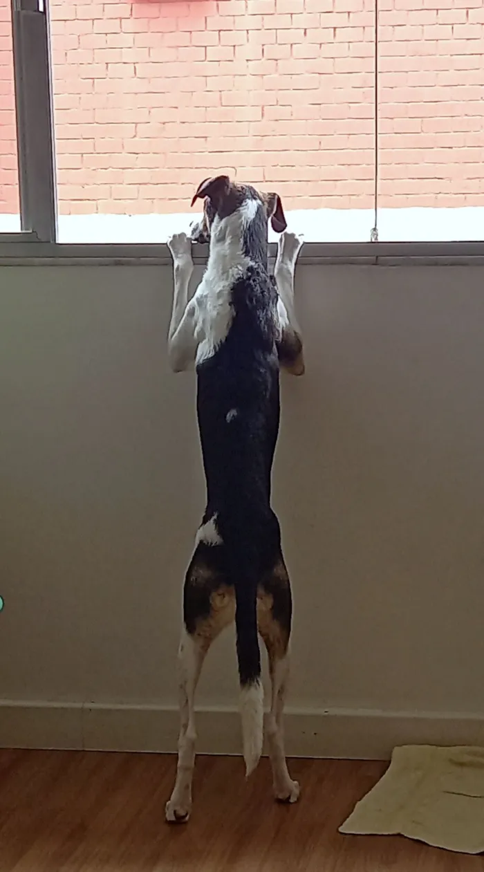 Cachorro raça SRD-ViraLata idade 6 ou mais anos nome Milú