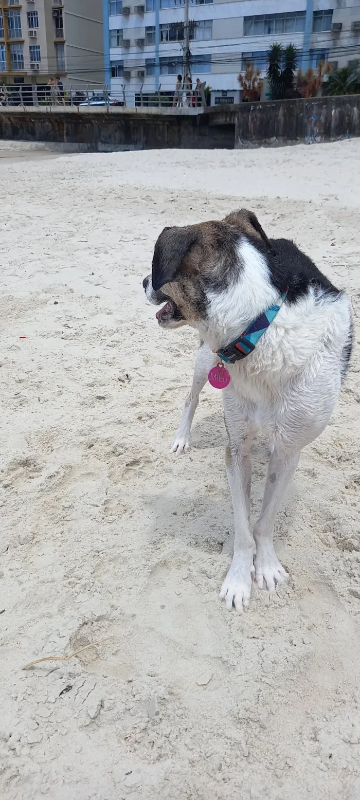 Cachorro raça SRD-ViraLata idade 6 ou mais anos nome Milú
