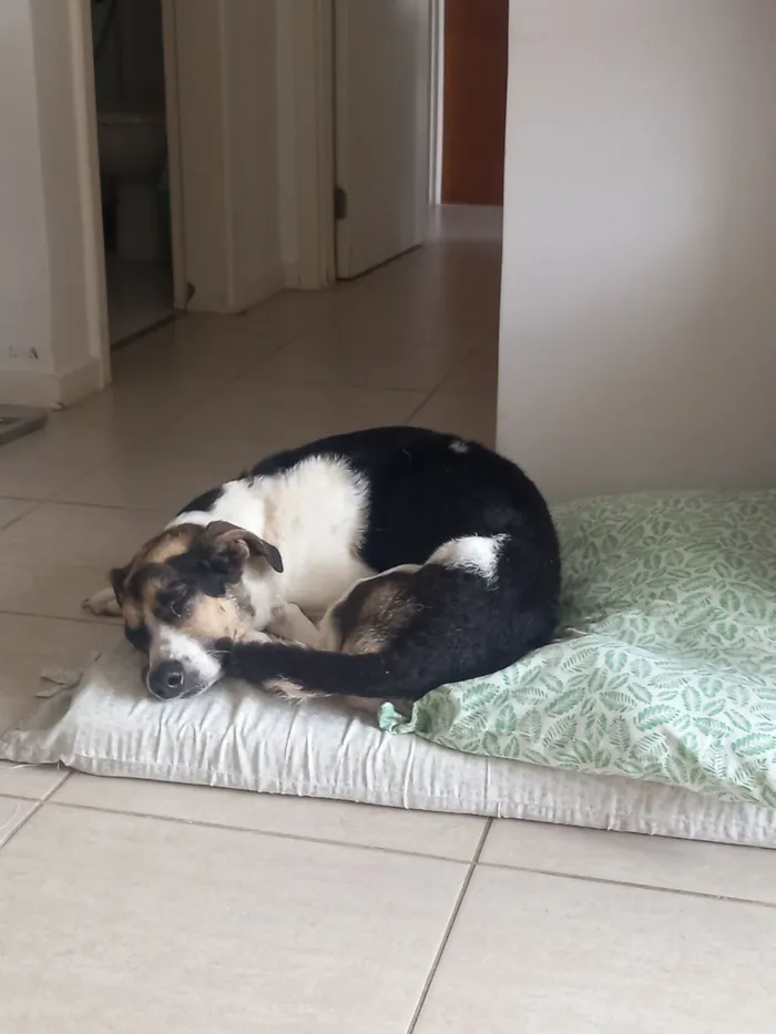 Cachorro raça SRD-ViraLata idade 6 ou mais anos nome Milú