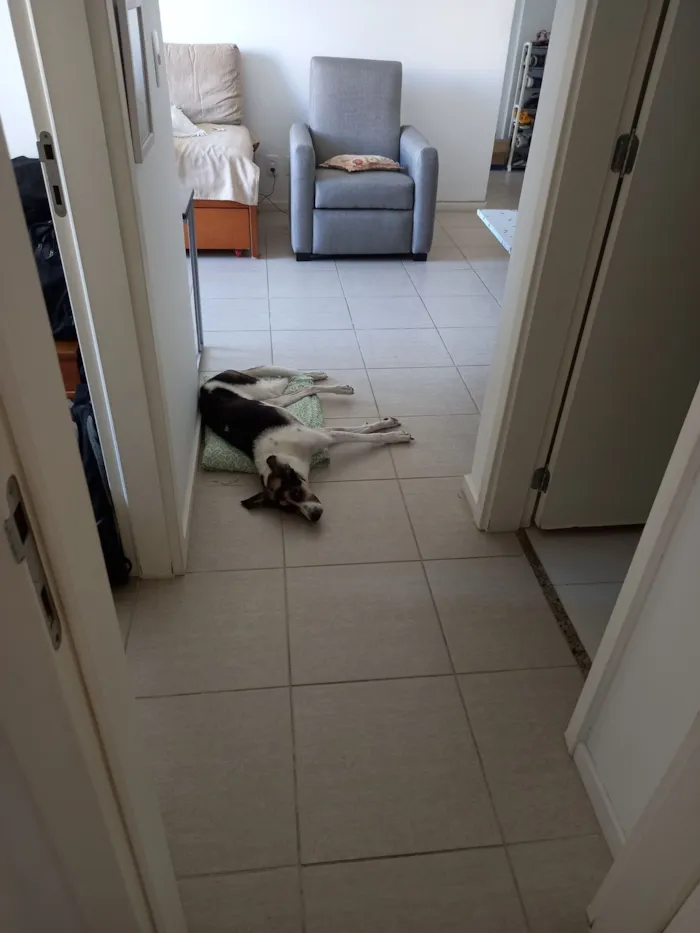 Cachorro raça SRD-ViraLata idade 6 ou mais anos nome Milú