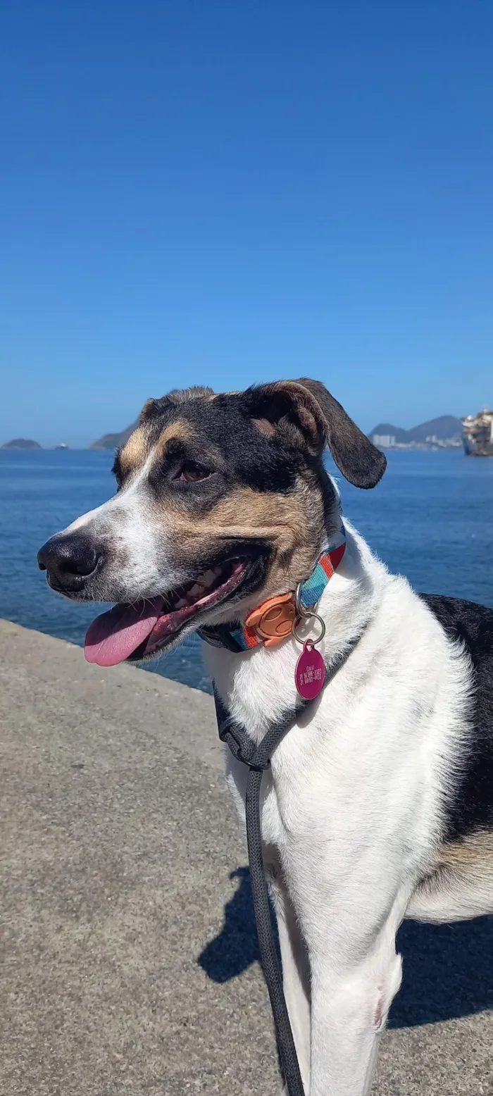 Cachorro raça SRD-ViraLata idade 6 ou mais anos nome Milú