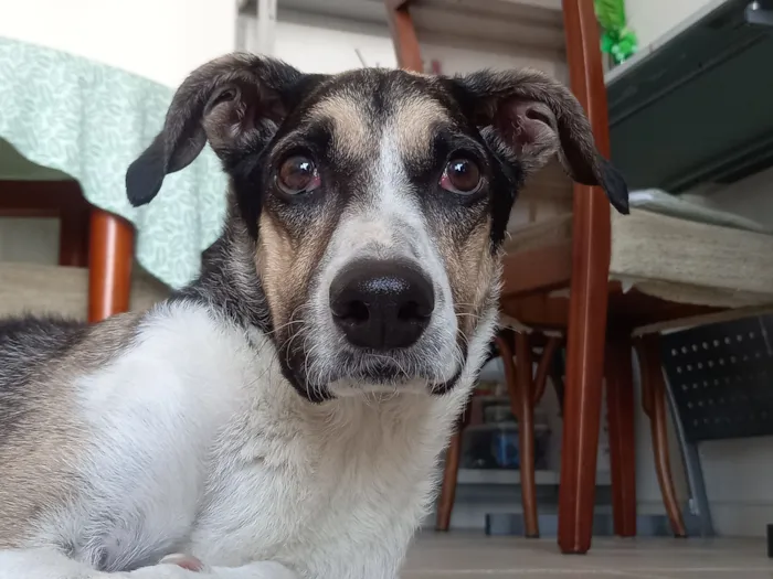 Cachorro raça SRD-ViraLata idade 6 ou mais anos nome Milú