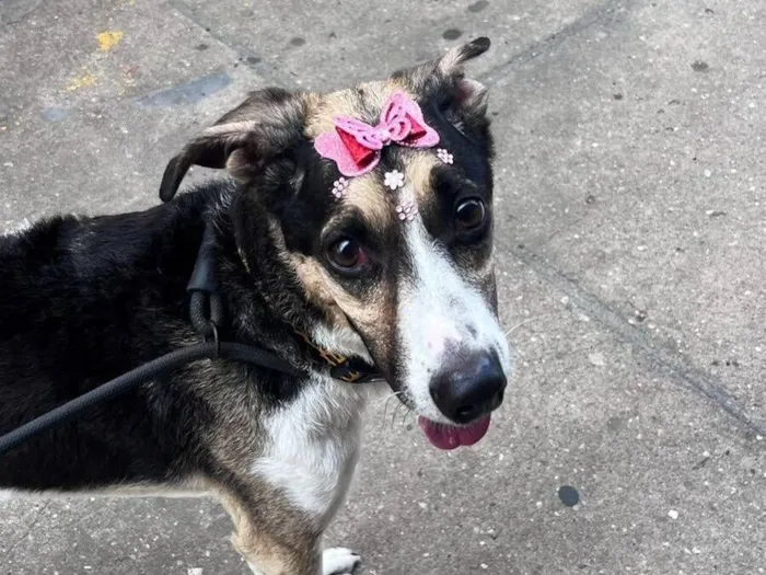 Cachorro raça SRD-ViraLata idade 6 ou mais anos nome Milú