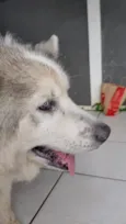 Cachorro raça Husky Siberiano idade 6 ou mais anos nome Pérola 