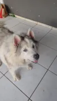 Cachorro raça Husky Siberiano idade 6 ou mais anos nome Pérola 