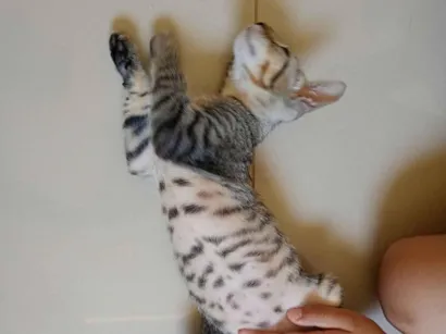 Gato raça SRD-ViraLata idade 2 a 6 meses nome Bob