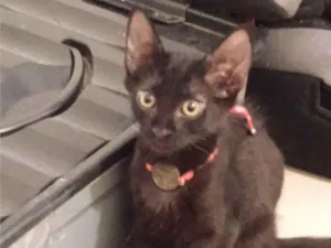 Gato raça SRD-ViraLata idade 2 a 6 meses nome Negão 