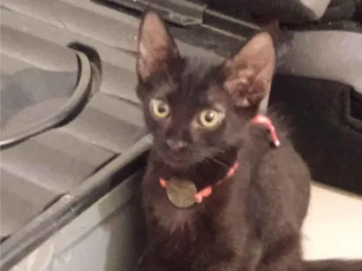 Gato raça SRD-ViraLata idade 2 a 6 meses nome Negão 