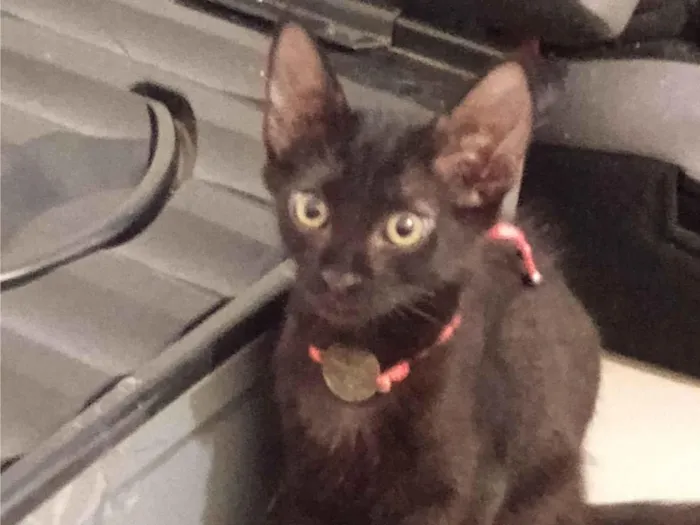 Gato raça SRD-ViraLata idade 2 a 6 meses nome Negão 