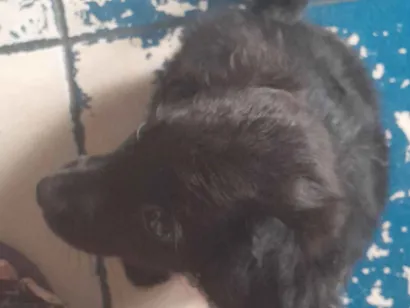 Cachorro raça SRD-ViraLata idade 2 a 6 meses nome Sem nome