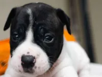Cachorro raça Pit-Bull idade Abaixo de 2 meses nome Filhotes