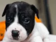 Cachorro raça Pit-Bull idade Abaixo de 2 meses nome Filhotes