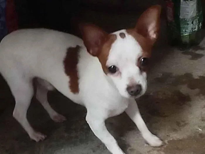 Cachorro raça Pinscher idade 2 a 6 meses nome Não sei