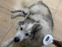 Cachorro raça Husky Siberiano idade 6 ou mais anos nome Pérola 