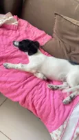 Cachorro raça SRD-ViraLata idade 2 a 6 meses nome Chico 