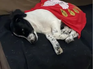 Cachorro raça SRD-ViraLata idade 2 a 6 meses nome Chico 