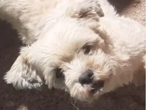 Cachorro raça Shitzu idade 2 anos nome Floquinho 