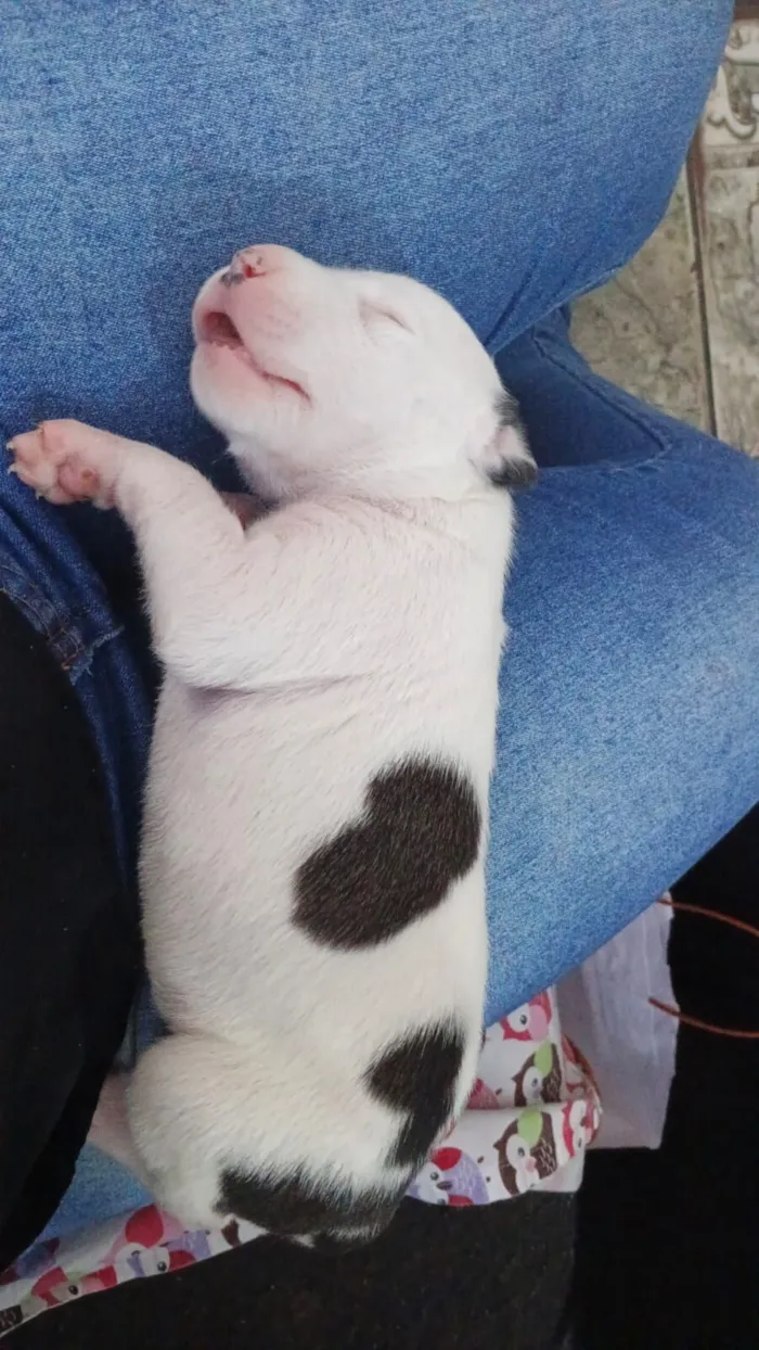 Cachorro raça SRD-ViraLata idade Abaixo de 2 meses nome filhotinha 