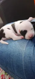 Cachorro raça SRD-ViraLata idade Abaixo de 2 meses nome filhotinha 