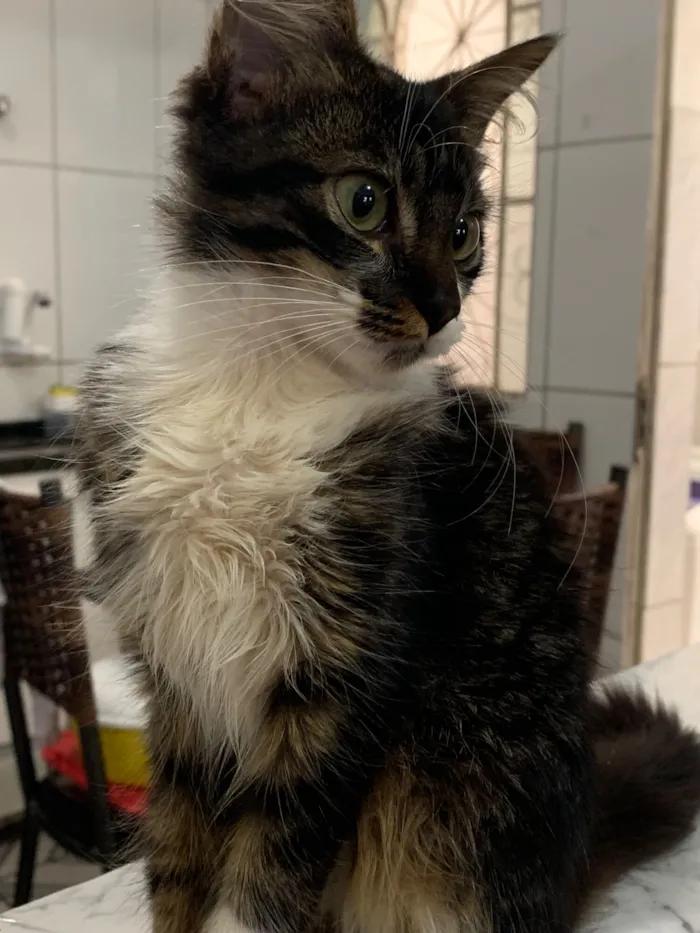 Gato raça SRD-ViraLata idade 2 a 6 meses nome Ainda sem nome 