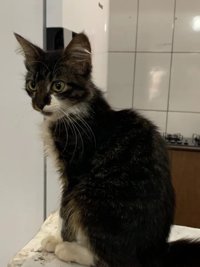 Gato raça SRD-ViraLata idade 2 a 6 meses nome Ainda sem nome 